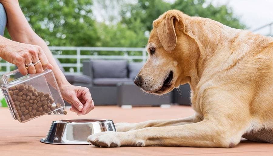 L'évolution de l'alimentation canine : de la ration ménagère aux croquettes de précision