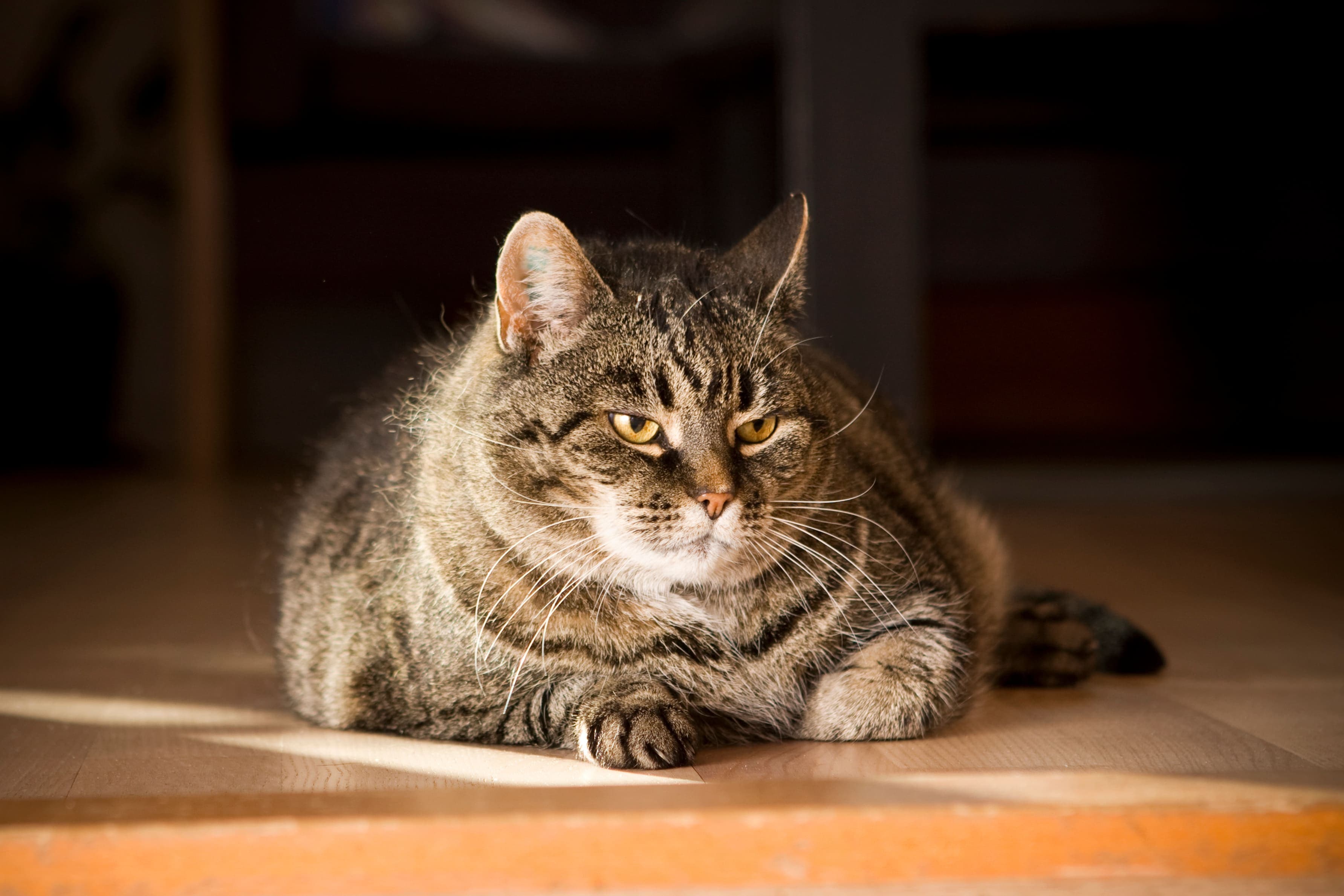 Maladies fréquentes chez le chat âgé : 10 pathologies à connaître