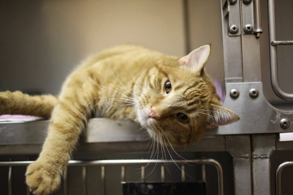 Pancréatite chez le chat : symptômes, causes et traitement