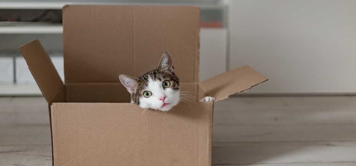 Pourquoi les chats adorent-ils les boîtes en carton ? Les explications scientifiques et vétérinaires